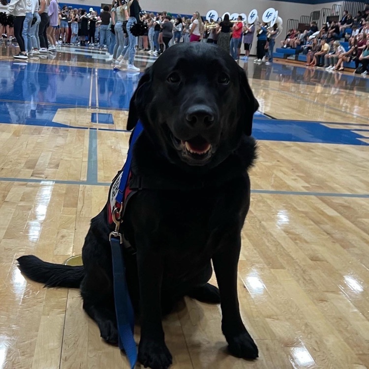 Charlie, the therapy dog,  in the school gym